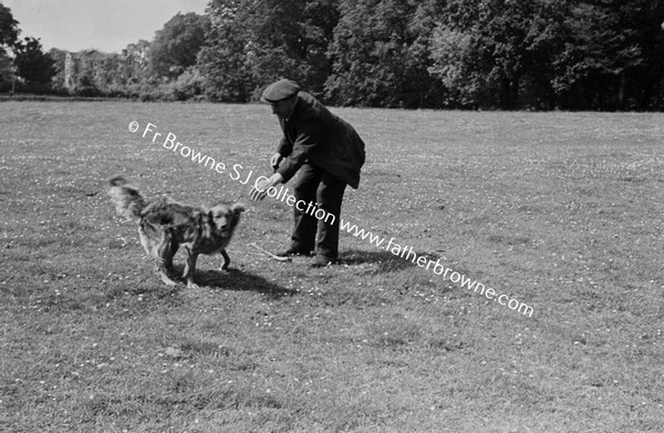 MOLLOY'S DOG RETRIEVING BALL